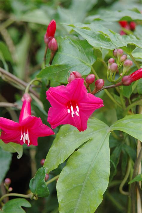 紅花野牽牛